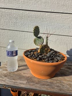 Opuntia violacea macrocenta