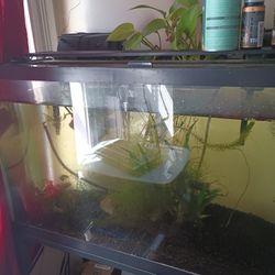 29 Gallon Fish Tank With Stand And Lamp