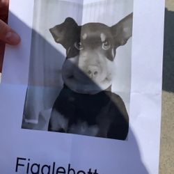 Photo Of Figglebottom