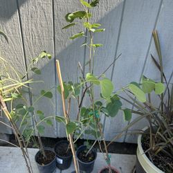 Arbolitos Pata De Vaca 