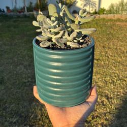 Potted Succulent 