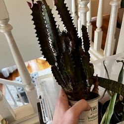 African Milk Cactus Plant!! $10