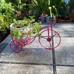 Rose Bush Succulents 