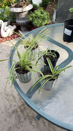 Spider Plants $6.00 Each. You Pick. Indoor Or Outdoor