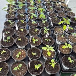 Vegetable, herbs and hot peppers seedlings for sale
