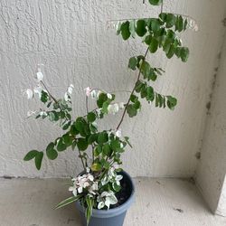 Snow on the Mountain Plant