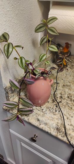 Tradescantia Zebrina and Nanouk in ceramic vase