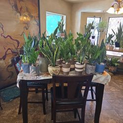 Healthy  Live ZZ And Snake Plants In Ceramic Pots With Drainage  