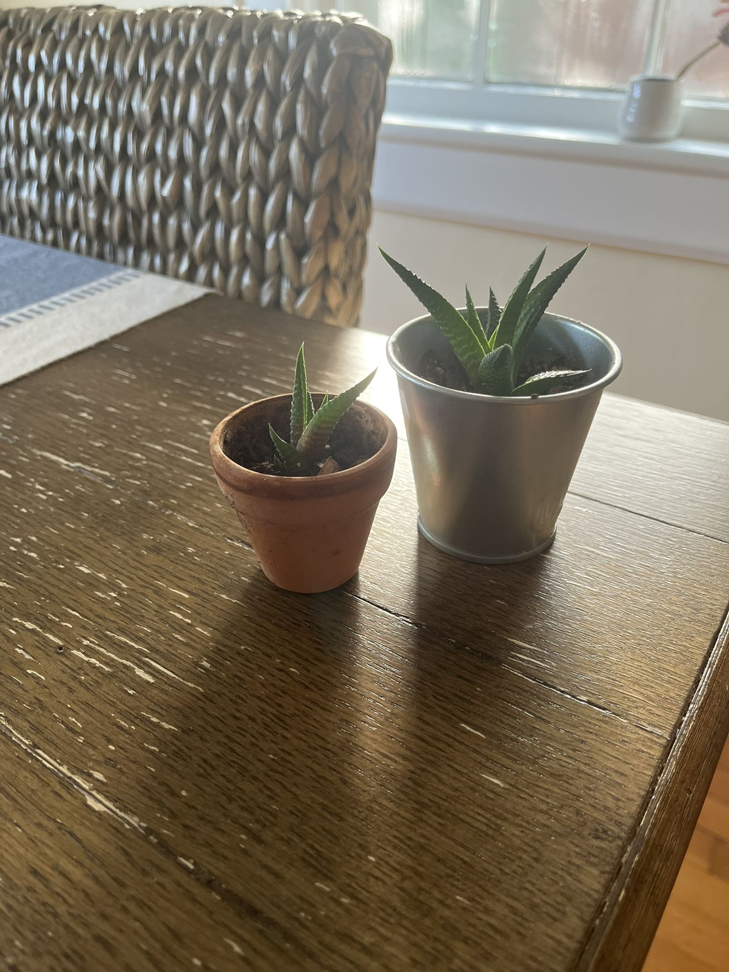 Baby Haworthia Succulents