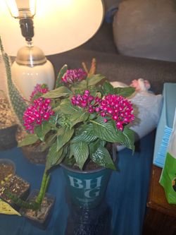 Pintas plant