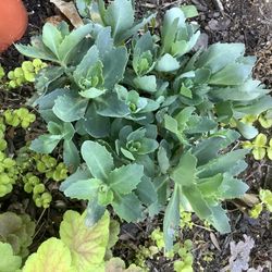 Plants.  Sedum Joy