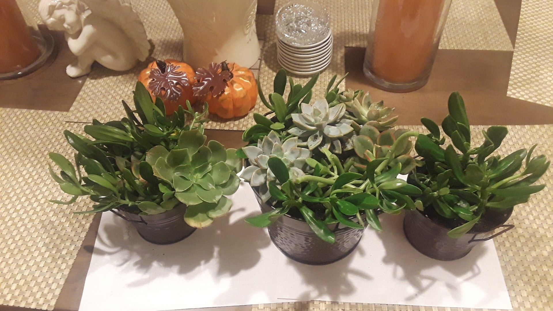 Succulents plants