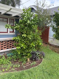Orange tree but no oranges