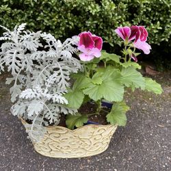 Beautiful Pelargonium/Geranium( Blooming) +Dusty Miller In Cute Metal Pot 5" x 10".