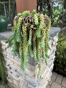 Trailing Succulent Burro's Tail Plant