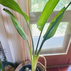 Bird Of Paradise 
