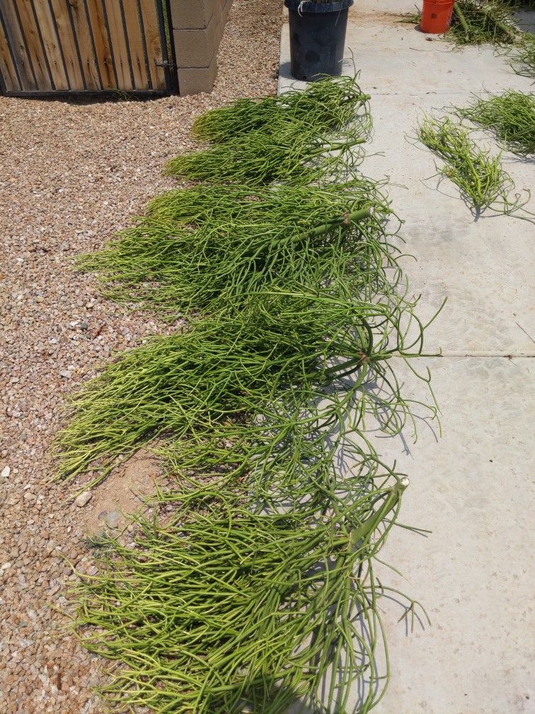Firestick Cuttings