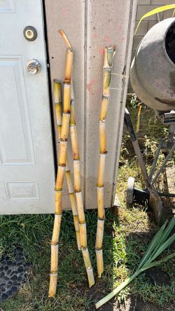 Sugar Cane