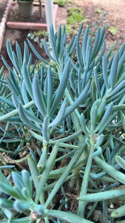 Blue Chalksticks