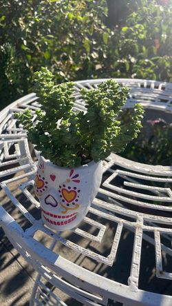 Planta de sombra