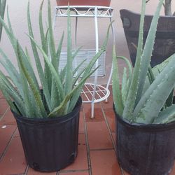 Aloe plants, $5, $10, $20.  all plants are healthy.  the largest has leaves more than 14 inches tall.