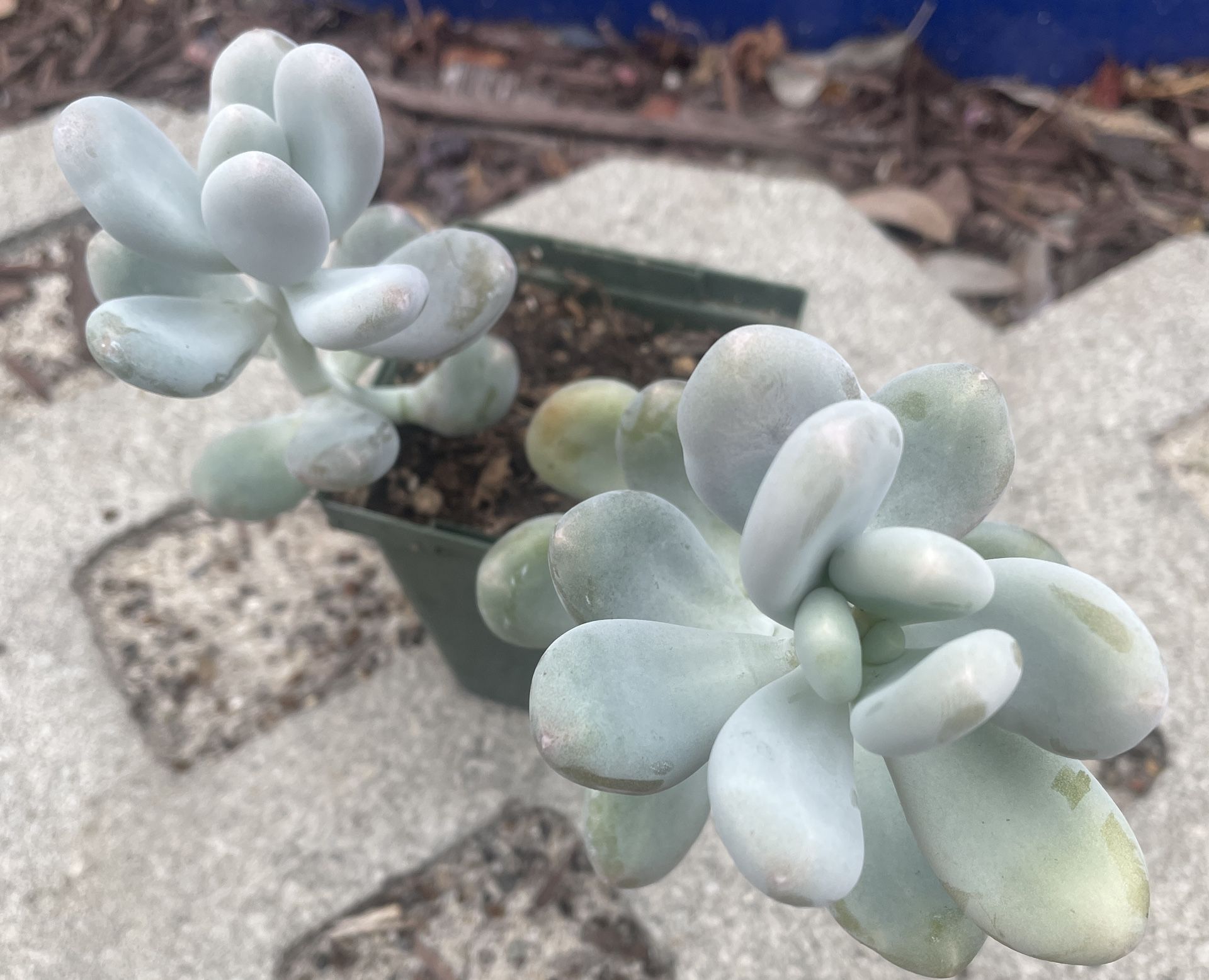 Moonstone Succulent
