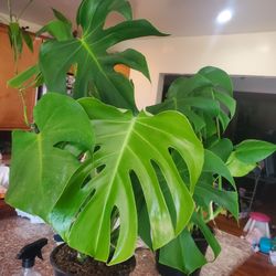 Healthy Monstera Deliciosa