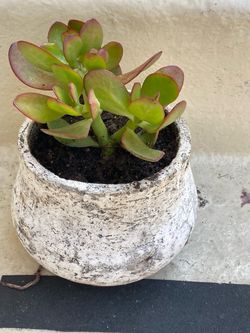 Jade Plant in Rustic Stone Pot Súper pretty is Small pick up in Culver City $7