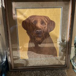 Chocolate Lab Portraits 