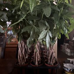 Money Tree