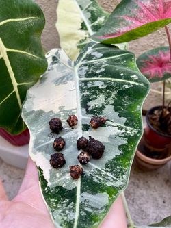 Variegated Alocasia Corm
