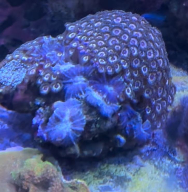 aquacultured corals for Sale in Las Vegas, NV OfferUp