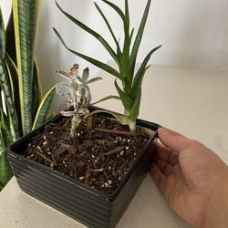 Succulent in a square ceramic pot 