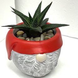 🎄🎁Haworthia Limifolia House Plant In Cute Cement Pot 3 3/4" H.