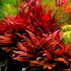 Red Aquarium Plants for sale