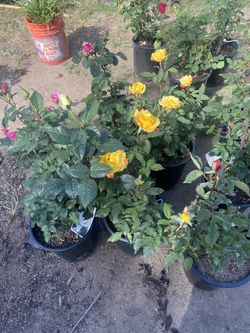 ROSES 