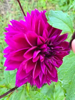 Dahlia Plants Dinnerplate Thomas Edison $5 each
