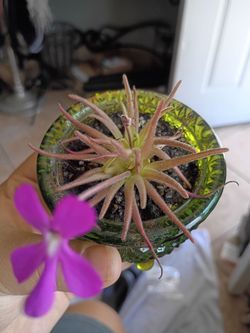 Pingicula gypsycola