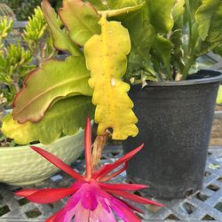Epiphyllium in a 5 gallon pot with red and pink flowers