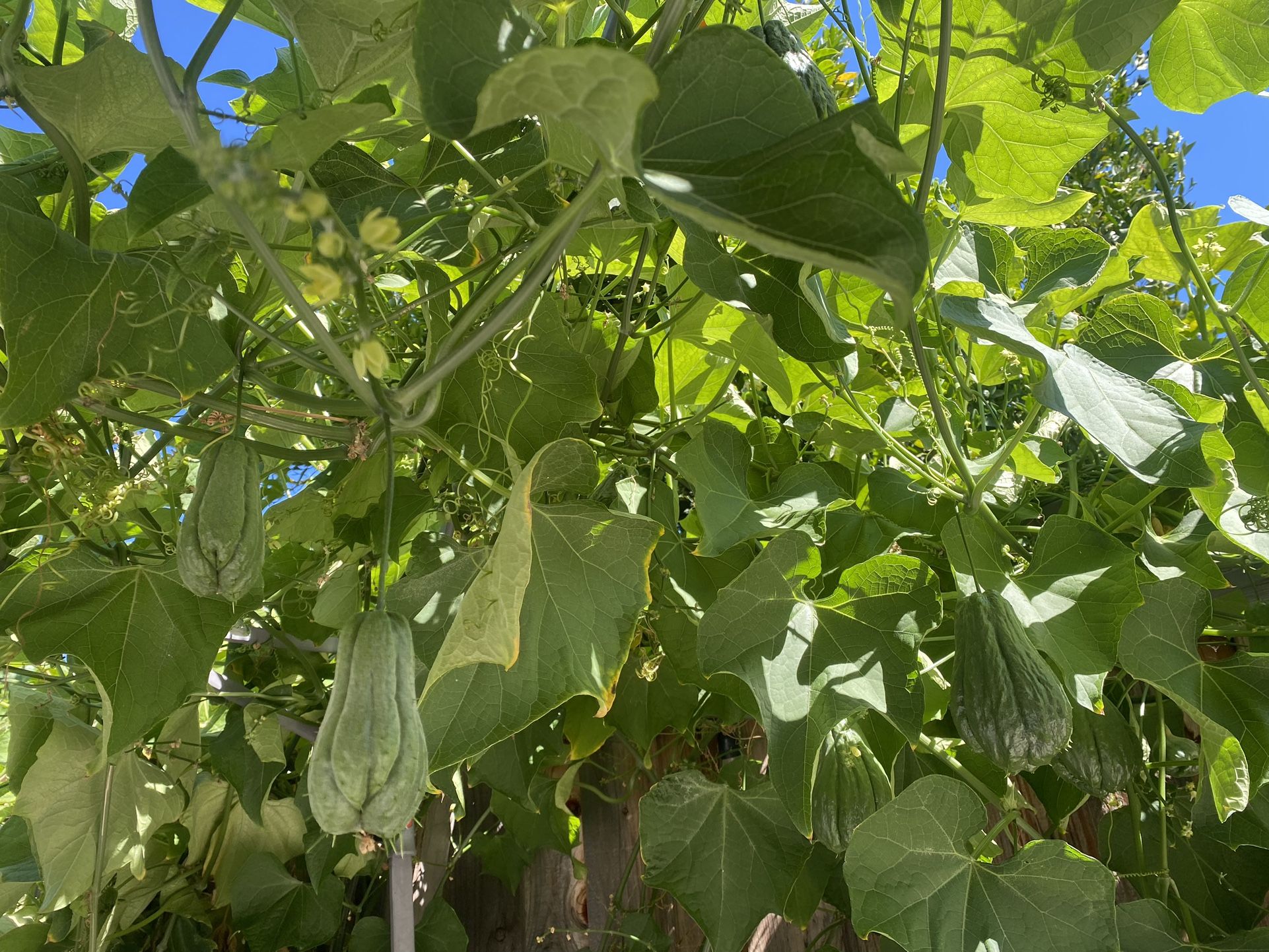 Chayotes Organic Just Pick $1