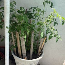 Tomato 🍅 