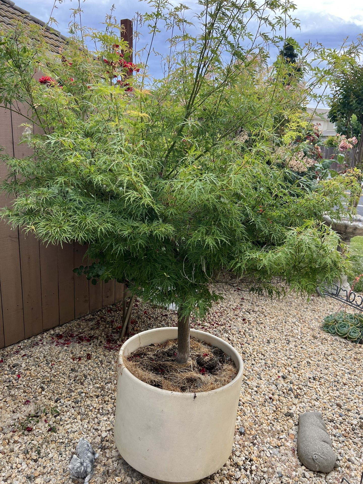 Large Japanese Maple Tree With Ceramic Pot For Sale In Hood CA OfferUp