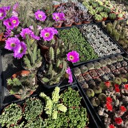 New Succulents and Cactus 🌵 🔥🔥🌈🪴