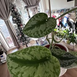 Scindapsus Silver Lady