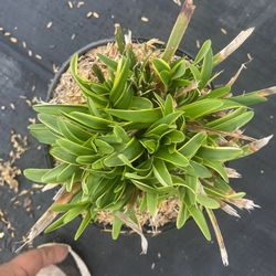 variegated monkey grass or variegated border grass $3