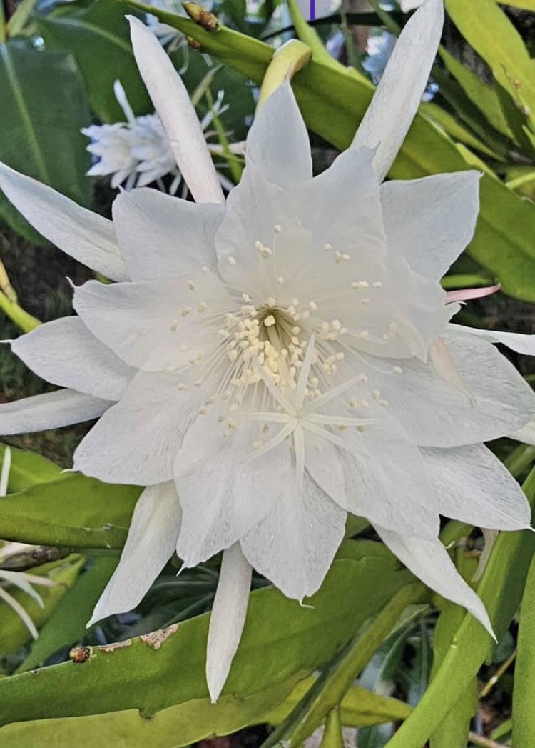 Night Blooming Cereus For Sale