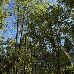 Black Bamboo (nigra) - 2 of 12 Left - Large, Mature