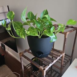 Medium Golden Pothos Potted Plant 