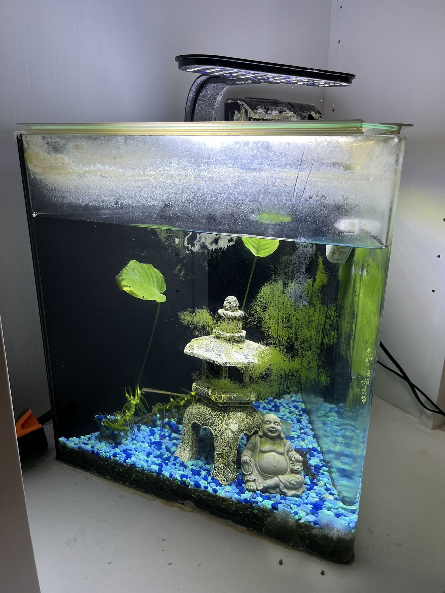 Fish Tank With A Cory Catfish