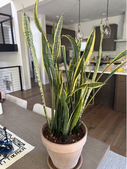 Snake plant